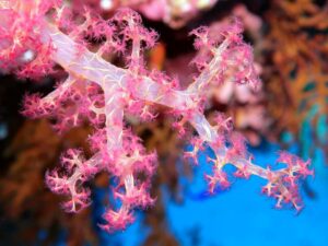 Zwischen Riff, Wrack und Wintersonne