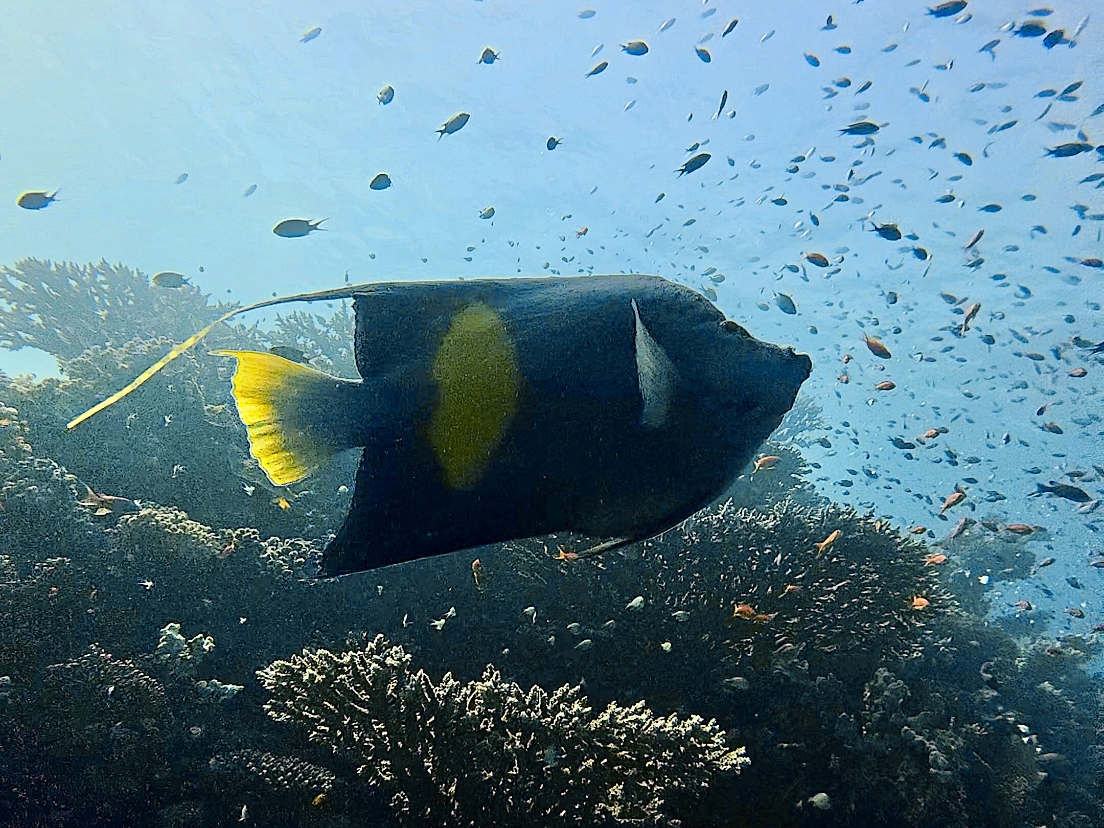 Kaiserfisch