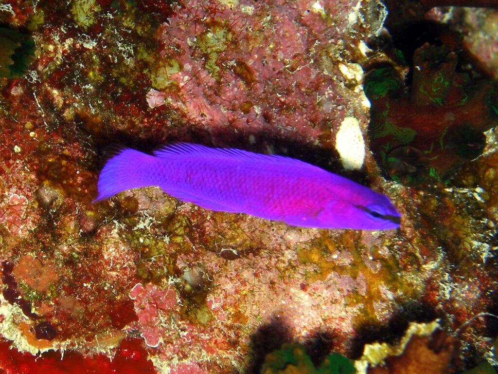 Weihnachtliches Abtauchen im Roten Meer