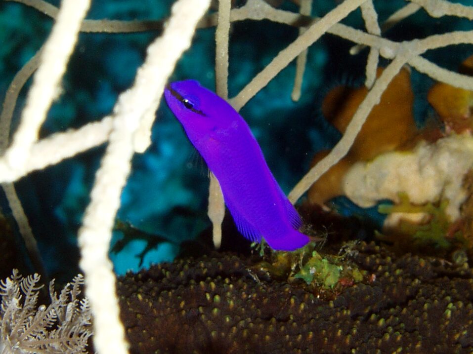 Ein Freitag in der märchenhaften Unterwasserwelt