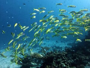 Spaß beim Kurs und spannende Tauchgänge