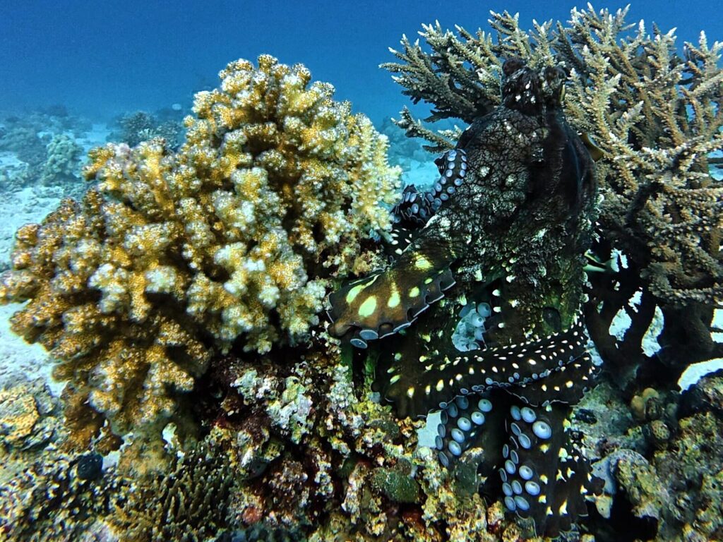 Museumsbesuch und Spaß beim Tauchkurs