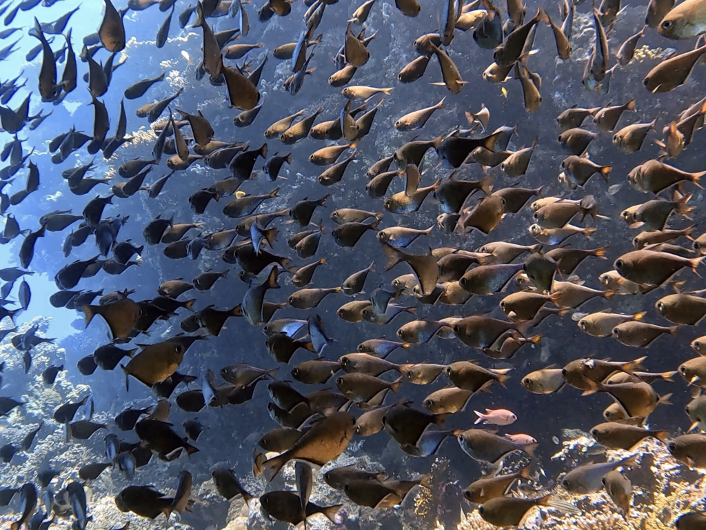 Shaab Quais begeisterte mit seiner bunten Vielfalt