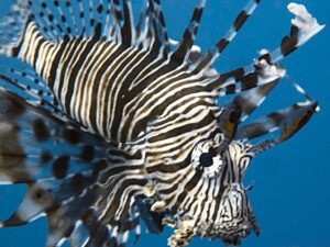 Von Fisch zu Fisch - Drift, Vielfalt und Staunen