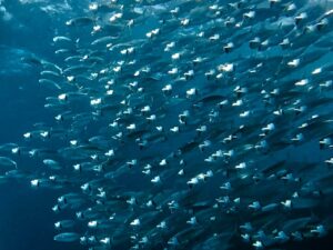das Meer strahlt in seinem schönsten Blau
