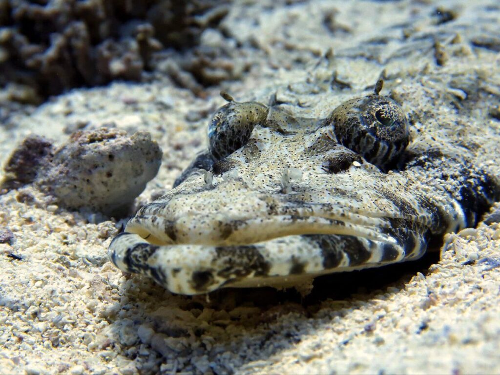 Korallengärten, Schwarmfisch & gute Laune