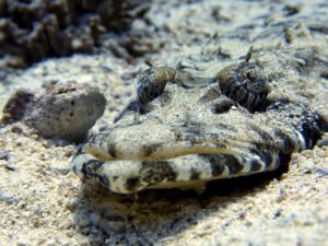 Korallengärten, Schwarmfisch & gute Laune