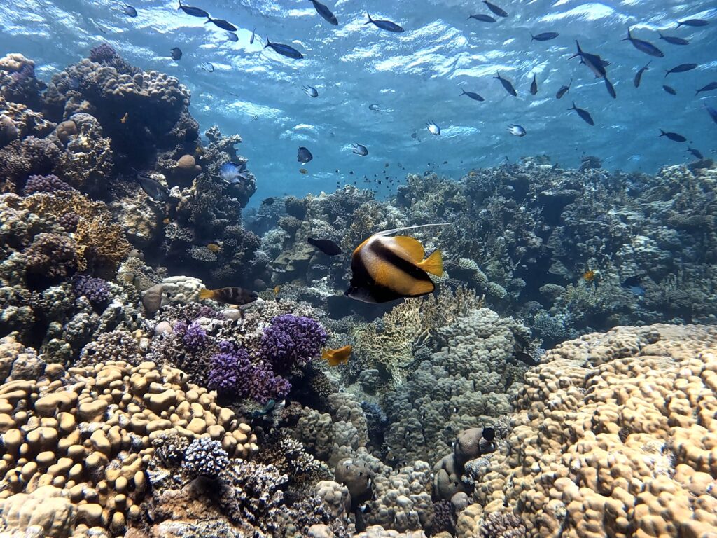 Ham Ham – der Klassiker unter den Tauchplätzen