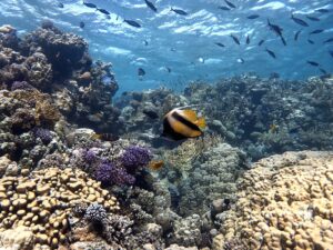 Ham Ham – der Klassiker unter den Tauchplätzen