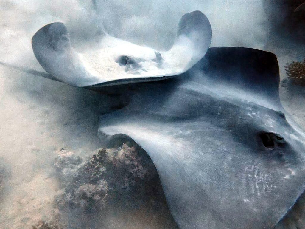 Tauchen, erleben und Erinnerungen schaffen