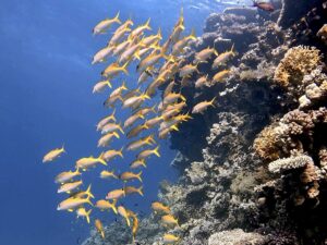 Entspanntes Tauchen und und eine sonnige Pause