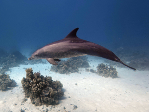 Begrüßungskomitee bei der Einsteigertour