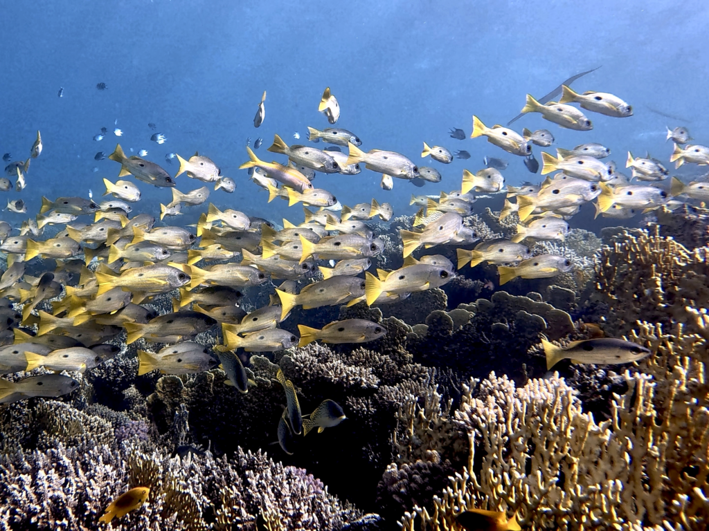 Hellwache Fische und schlafende Haie