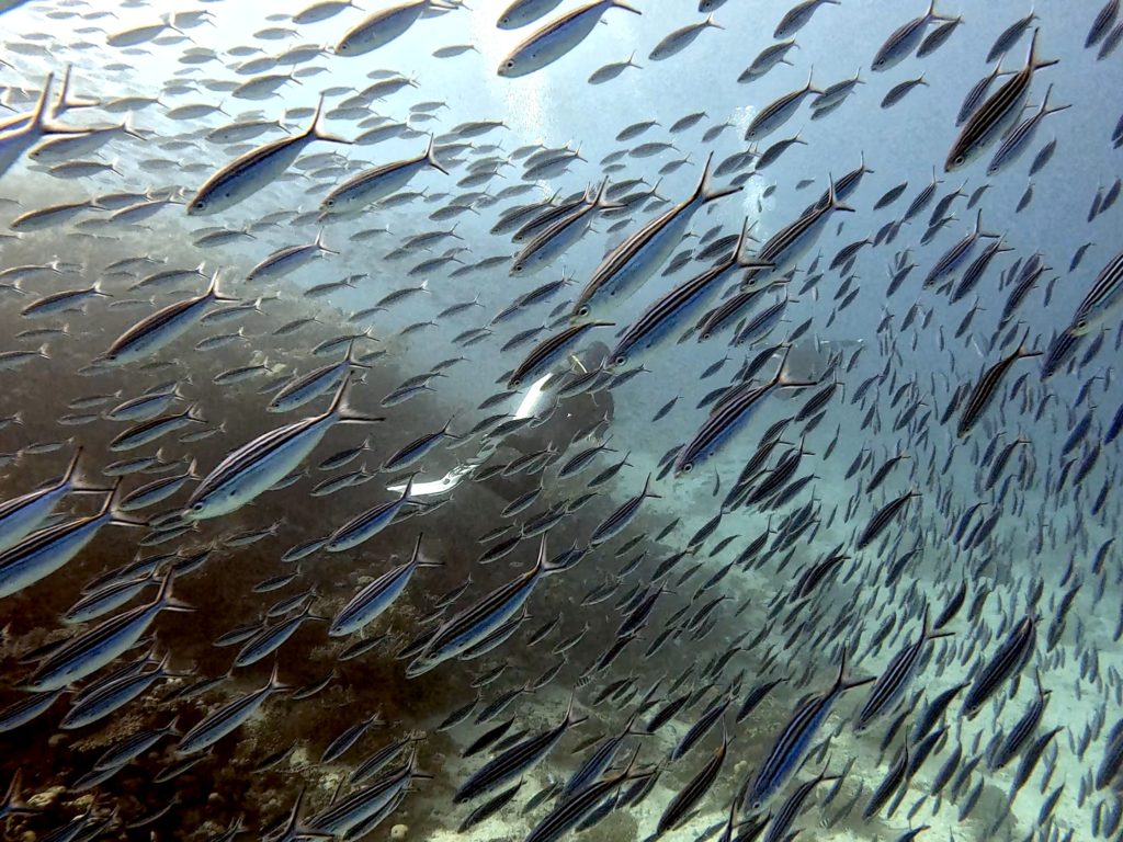 Ein Vorhang aus Fischen erwartete uns