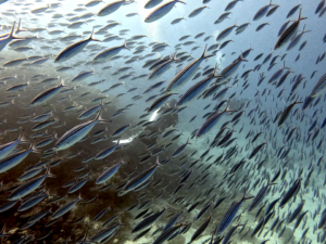 Ein Vorhang aus Fischen erwartete uns