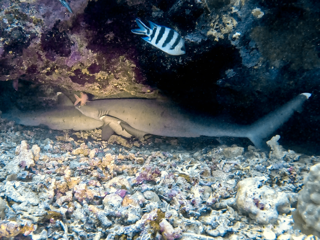 Haie, Handwerkern des Meeres und Schildkröten