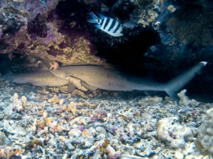 Haie, Handwerkern des Meeres und Schildkröten