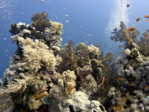 Ein sonniger Sonntagsausflug aufs Rote Meer