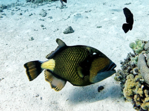Mit den Nordlichtern im Roten Meer unterwegs