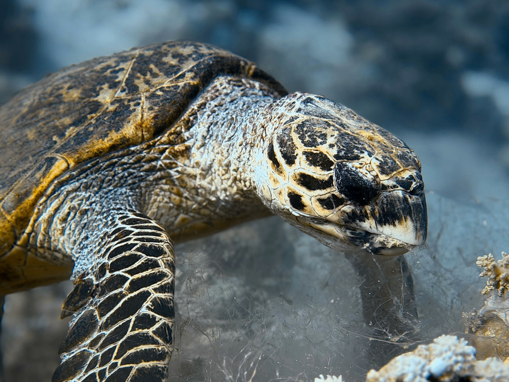 Nicht nur wir genossen unser Mittagessen