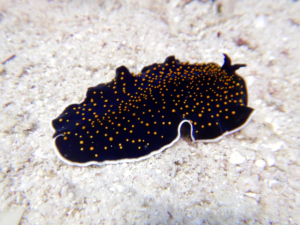 Sternenhimmel gibt es auch unter Wasser