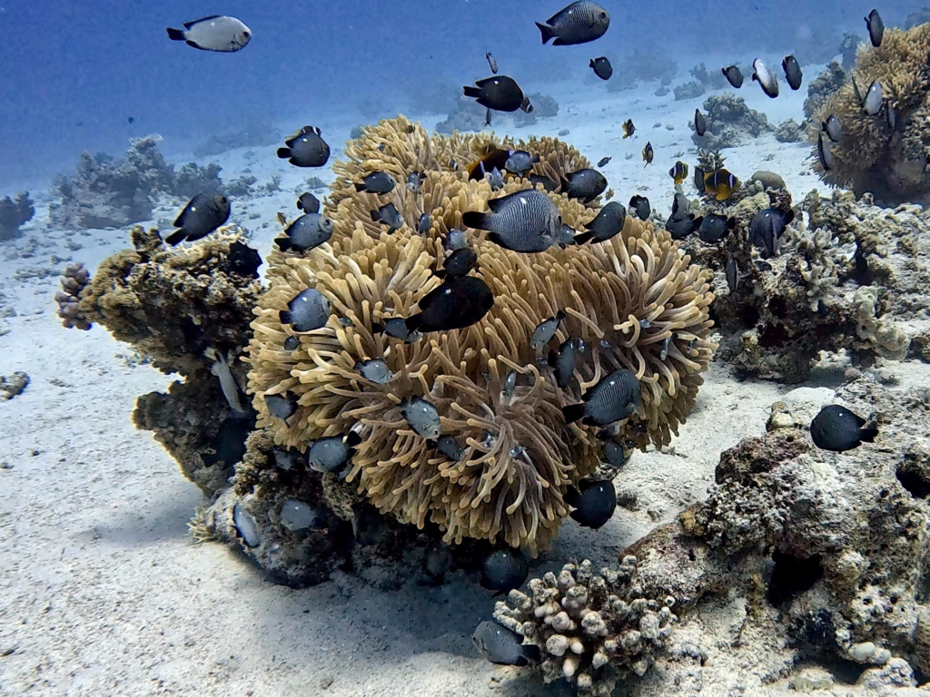 Tolle Gäste, schöne Tauchplätze