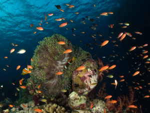 Sanftes Gleiten durch ein Reich aus Farben