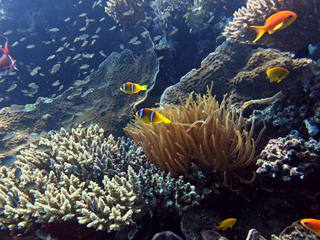 Ein Zahnarzt für Frau Kugelfisch