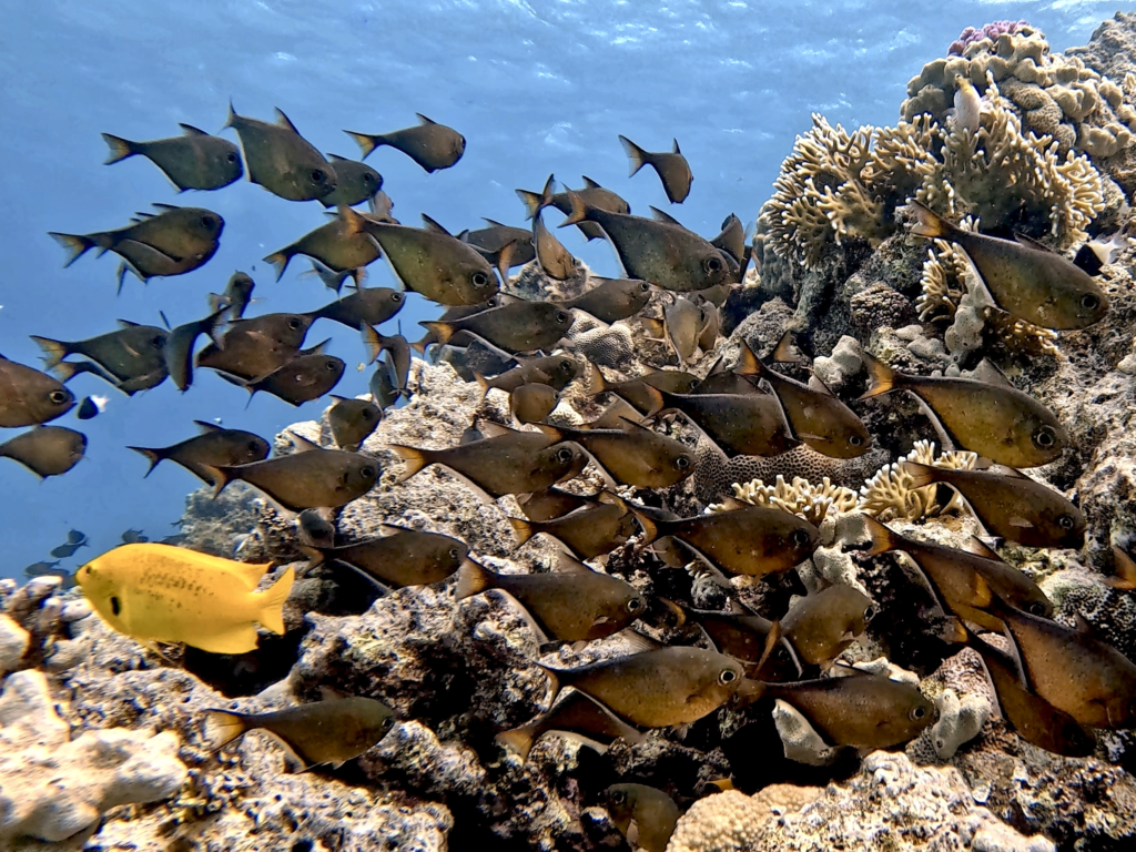 Illustre Gäste in der illustrierten Unterwasserwelt