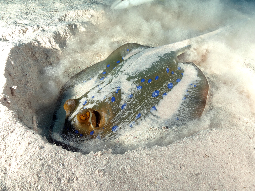 Der Sommer naht mit bunten Tauchgängen