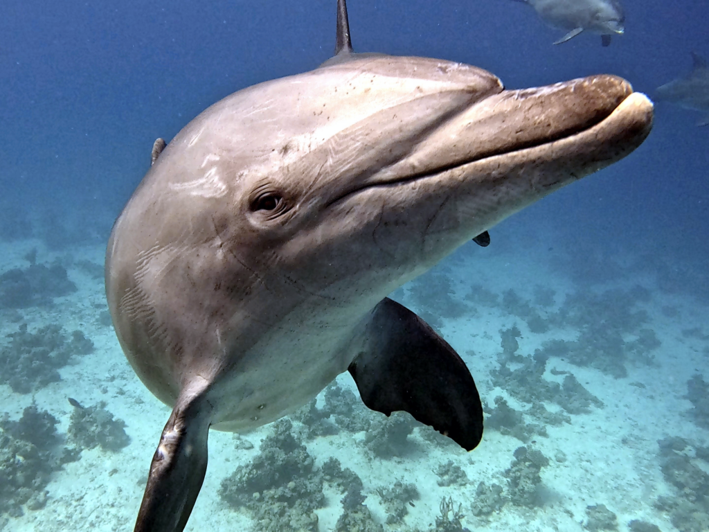 Die Delfine hatten heute Spaß mit uns