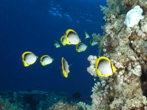 Jubiläumstauchgänge im schönen blauen Meer