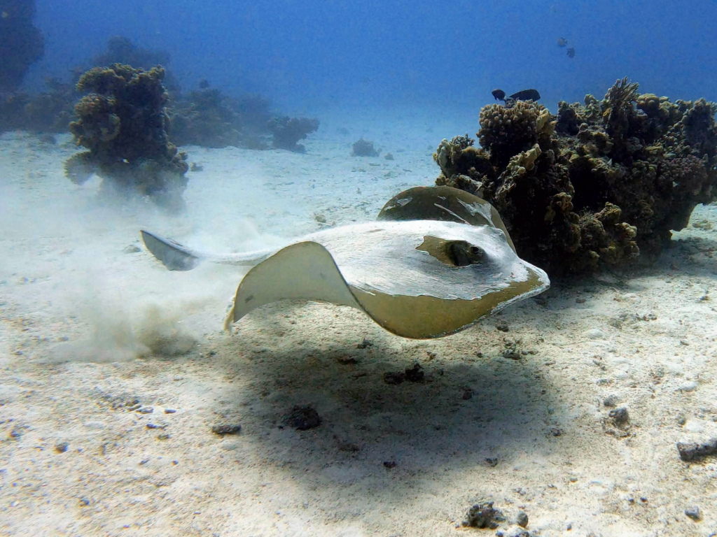 Wir tauchen von einem Rochen zum nächsten