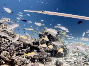Gegen den Strom zu den Bewohnern des Riffs