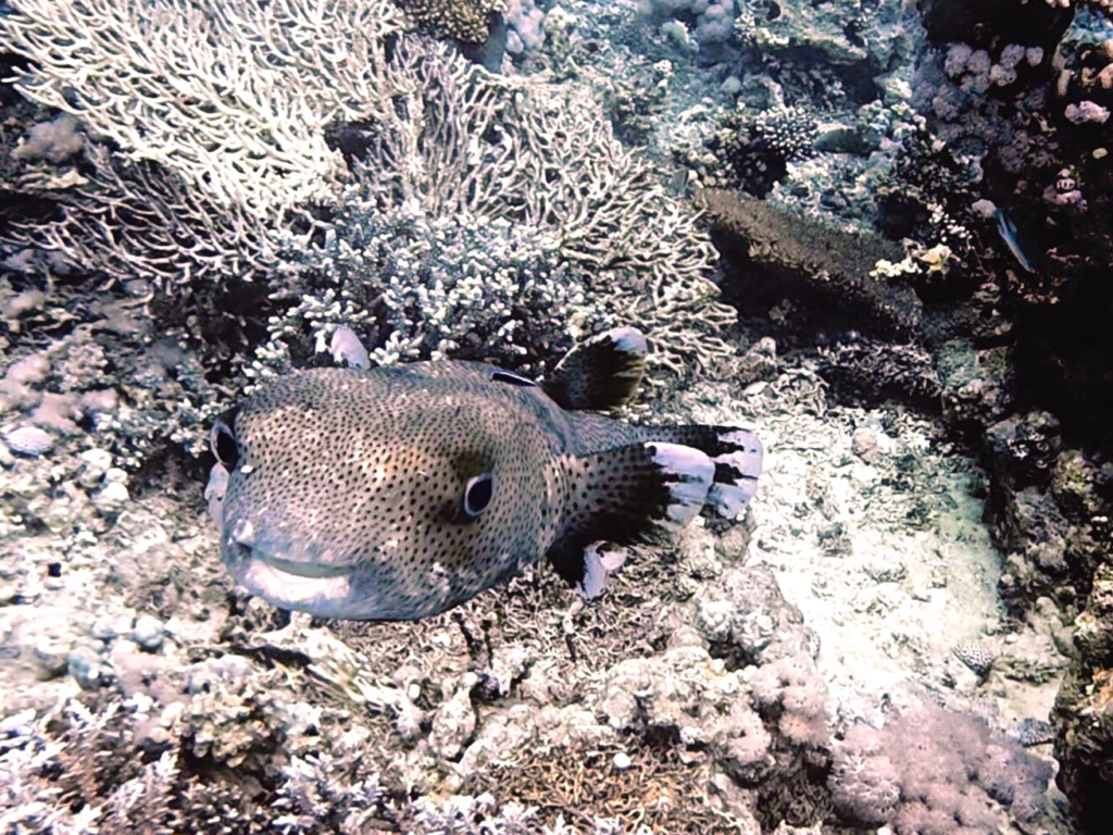 Zuckersüße Anblicke am bunten Riff