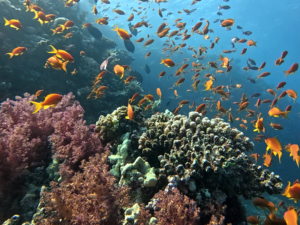 Tauchen am Zuckerfest unter strahlender Sonne