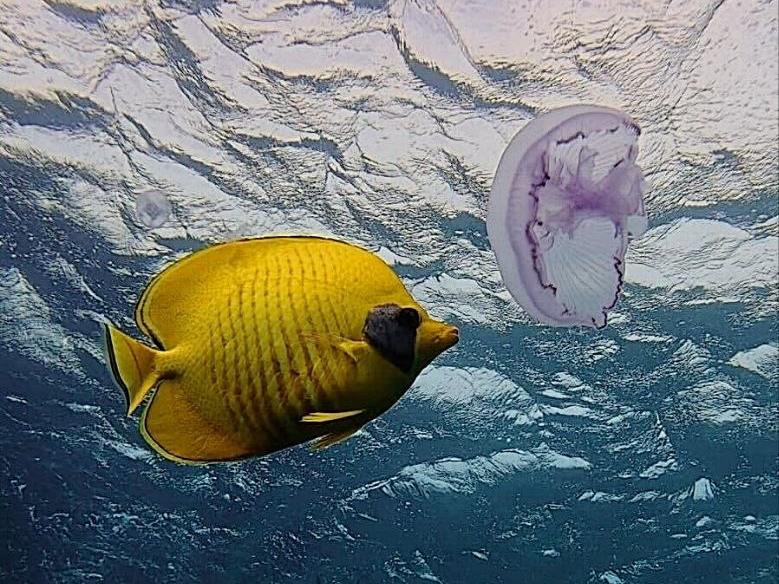 Zuckersüß und kaum zu übertreffen