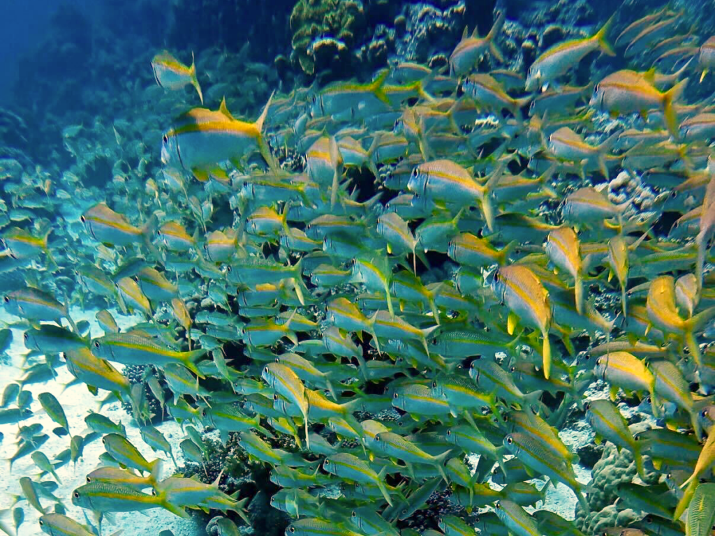 Schwarmfisch überall und eine kleine Kostbarkeit