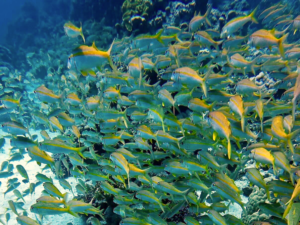 Schwarmfisch überall und eine kleine Kostbarkeit