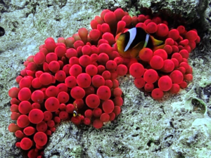 Unterwegs zum Tauchen und Müllsammeln