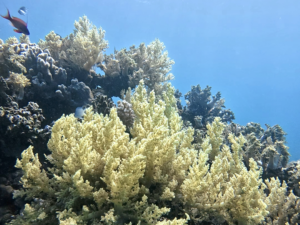 Wir tauchen ab ins Abenteuer