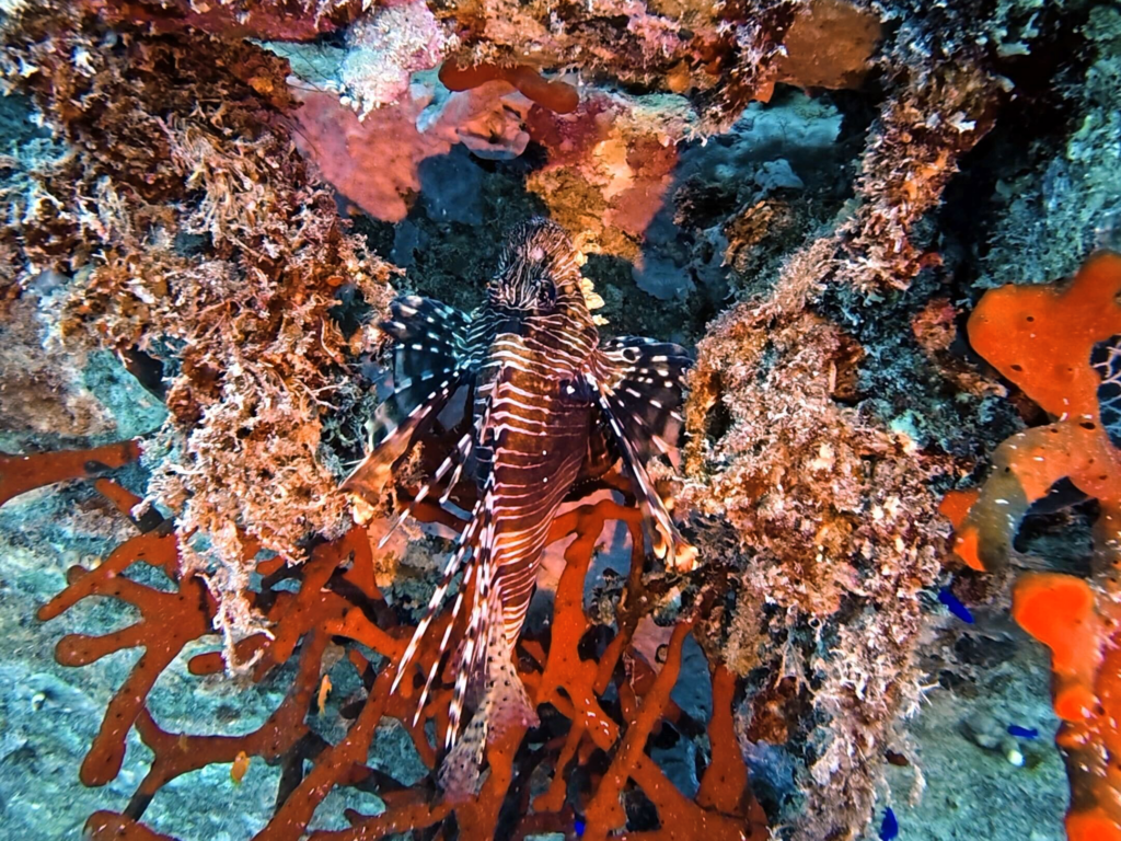 Mystische Wracktauchgänge heute ohne Sonne