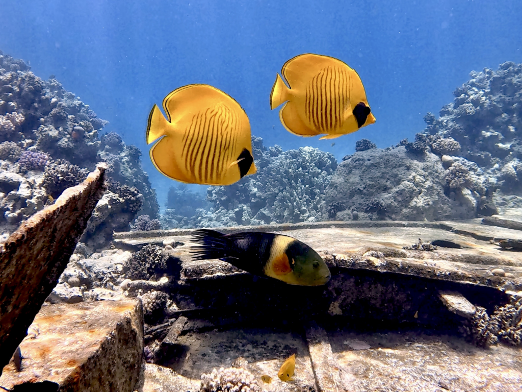 Zum ersten Mal im Roten Meer – ein Erlebnis