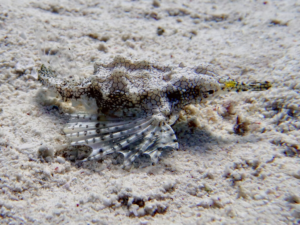 Leopardenhai & Flügelpracht bei Fanadir