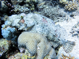 Mit bester Laune hinaus aufs Rote Meer