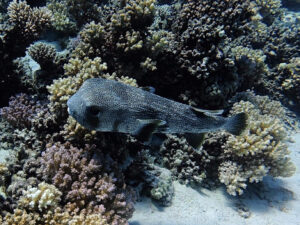 Durch die Strömung mit schöner Belohnung