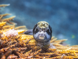 Stromabwärts zum entspannten Tauchen