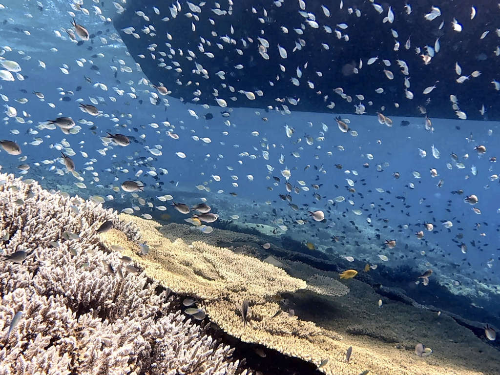 Die Strömung gab die Richtung an