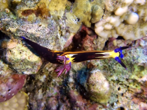 Viele Delfine und eine seltene Nacktschnecke