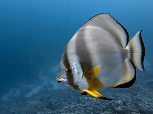 Einsamer Fledermausfisch sucht neue Freunde
